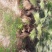 四川眉山大量出售米径20公分以上蒲葵