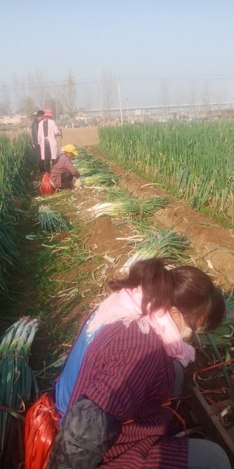 兵兵大葱合作社代办代收章丘本地大葱精品大葱