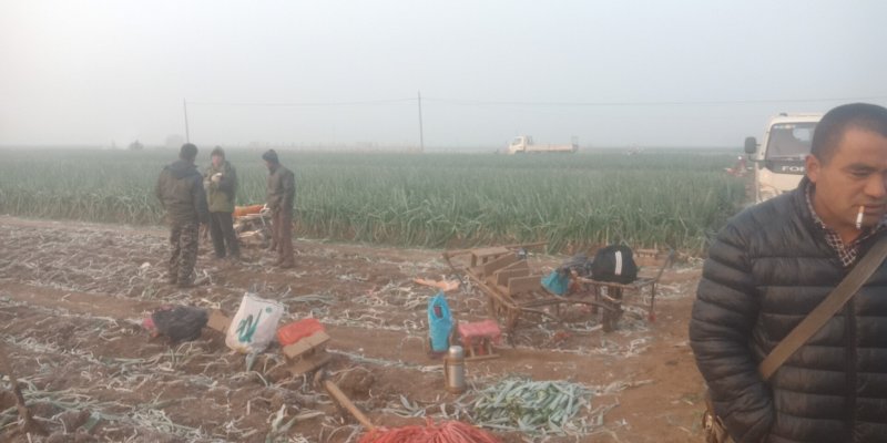 兵兵大葱合作社代办代收章丘本地大葱精品大葱