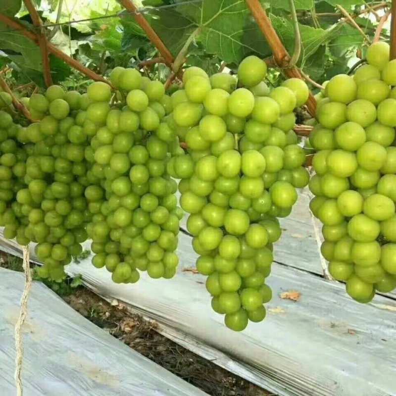 （精选葡萄）大荔阳光玫瑰葡萄一手货源量大价优