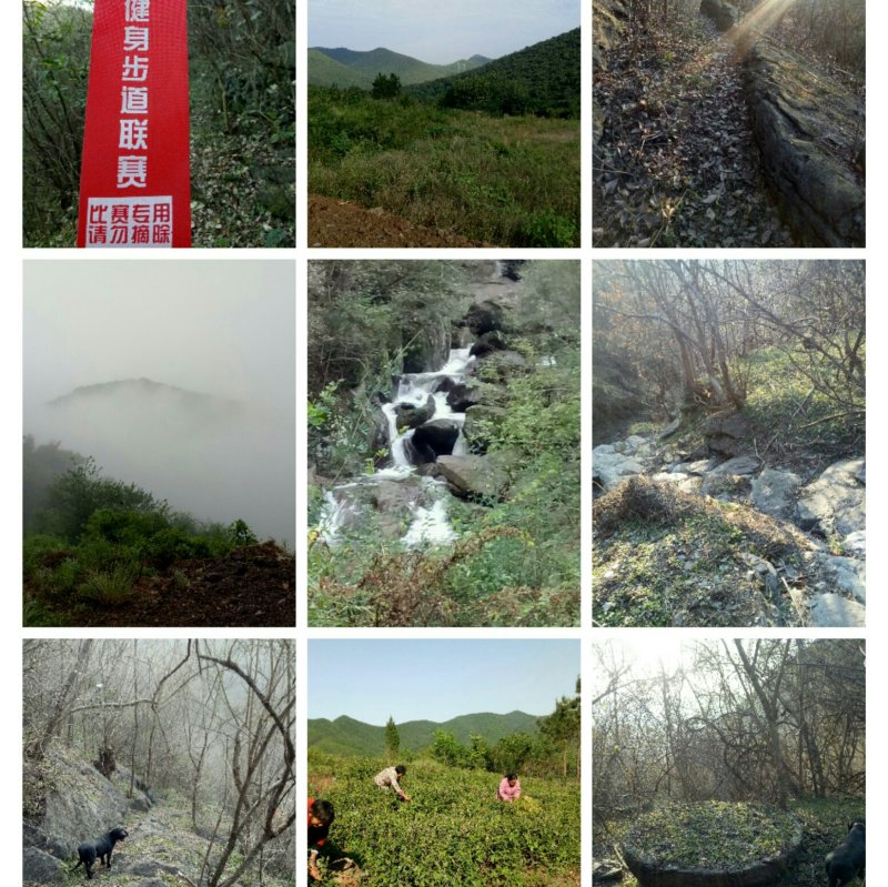 荒山免费提供养殖鸡鹅