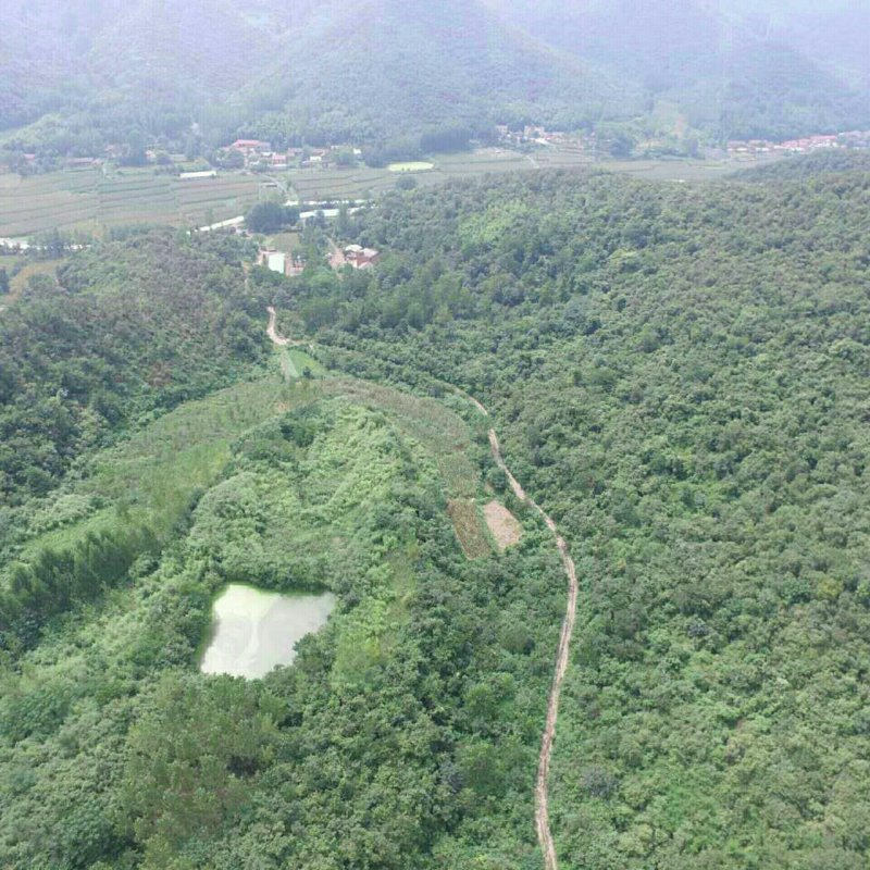 荒山免费提供养殖鸡鹅