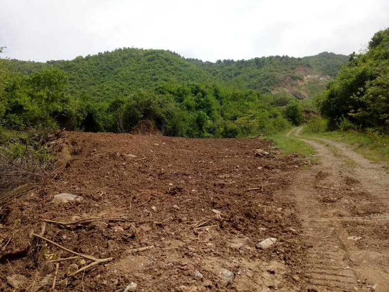 荒山免费提供养殖鸡鹅