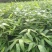 大量供应楠竹营养杯苗量非常大全国发货