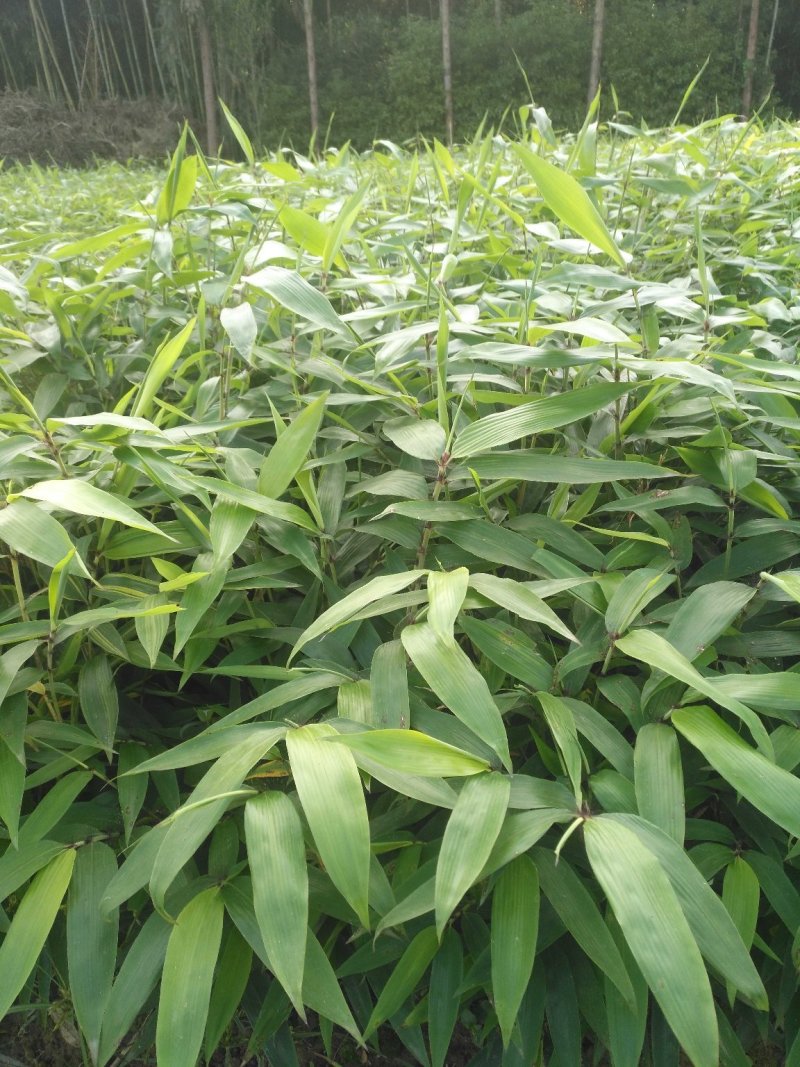 大量供应楠竹营养杯苗量非常大全国发货