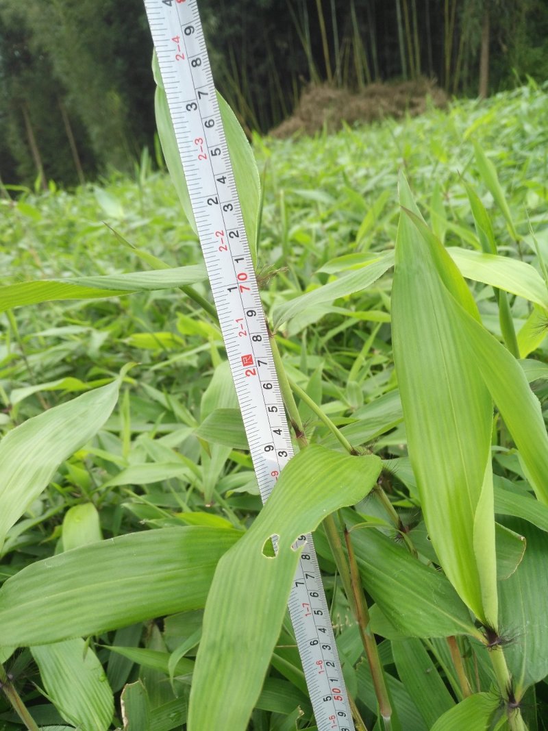 大量供应楠竹营养杯苗量非常大全国发货