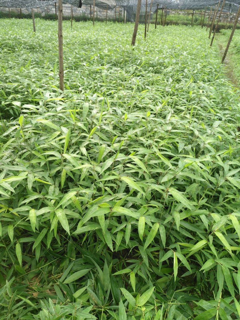 大量供应楠竹营养杯苗量非常大全国发货
