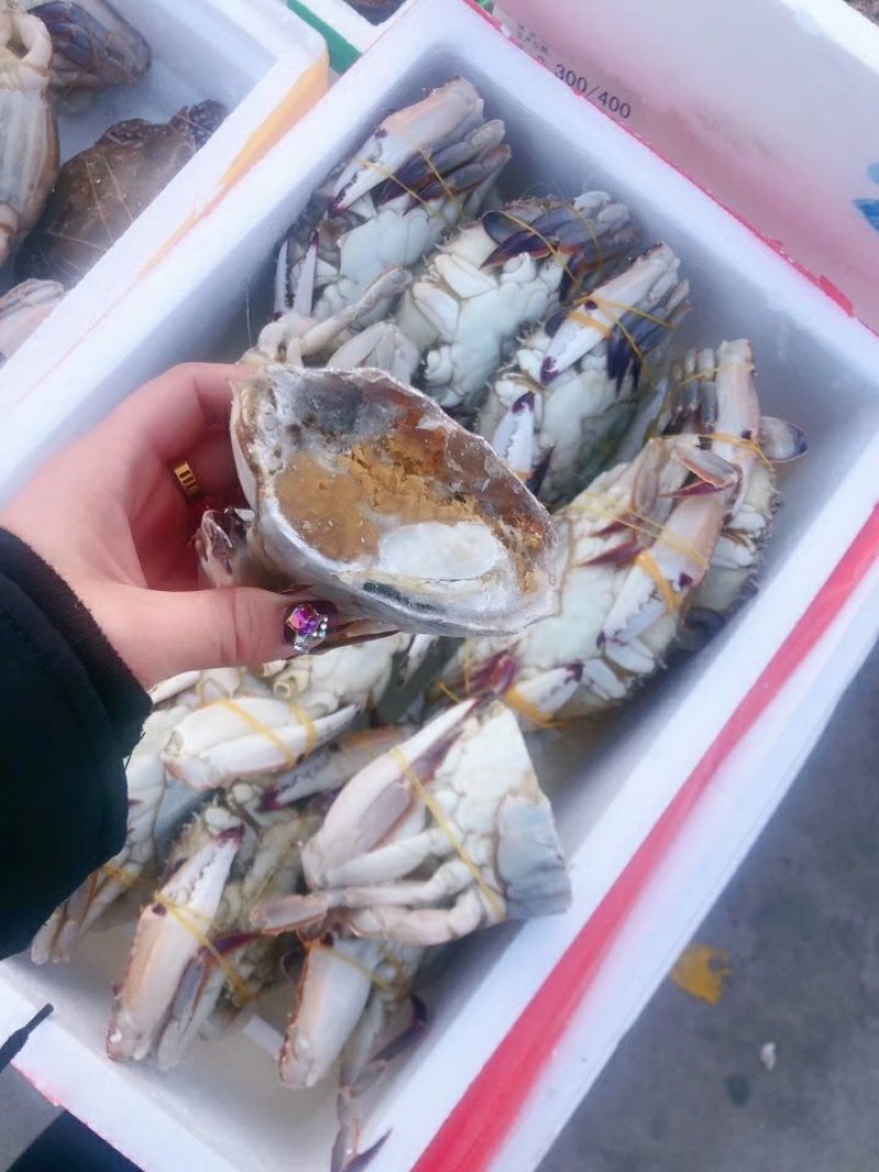 三点蟹