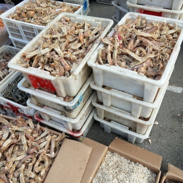 皮皮虾，爬虾