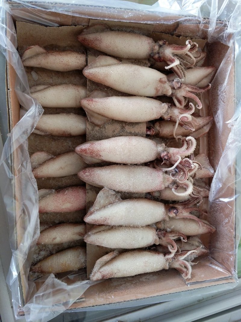 籽乌，笔管鱼。满籽