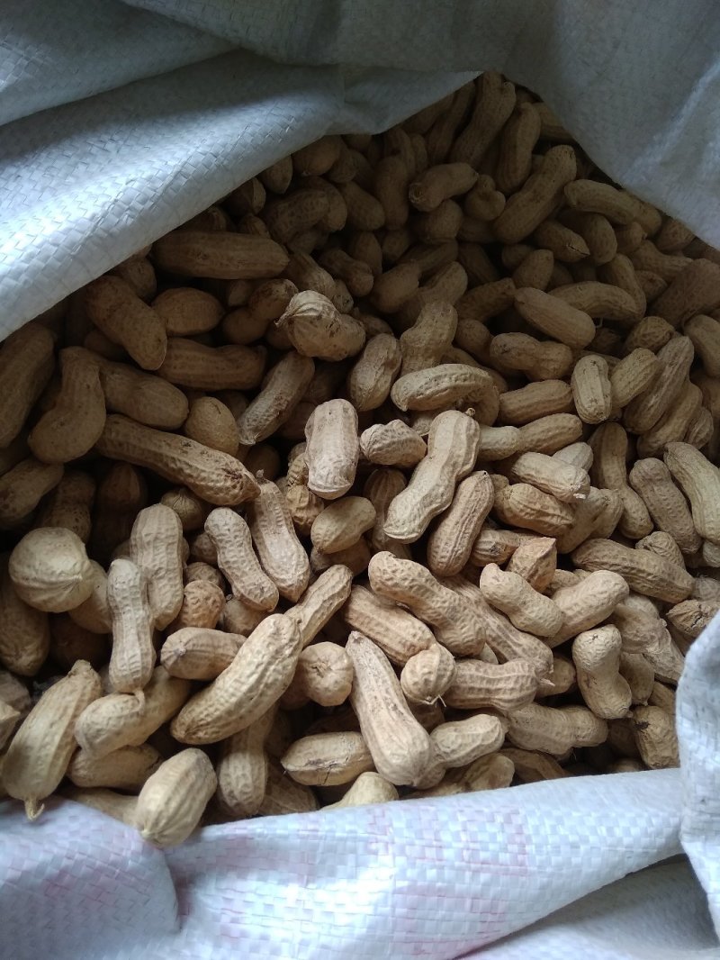 2019年白沙精选双仁果，大田用种，烤果厂，食品厂专用。