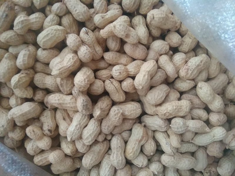 纯手扒，2019年新花育25，发芽率高，不分瓣不开叶
