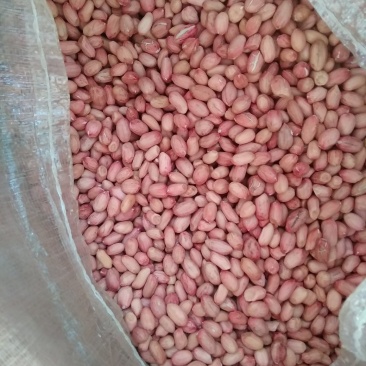 纯手扒，2019年新花育25，发芽率高，不分瓣不开叶