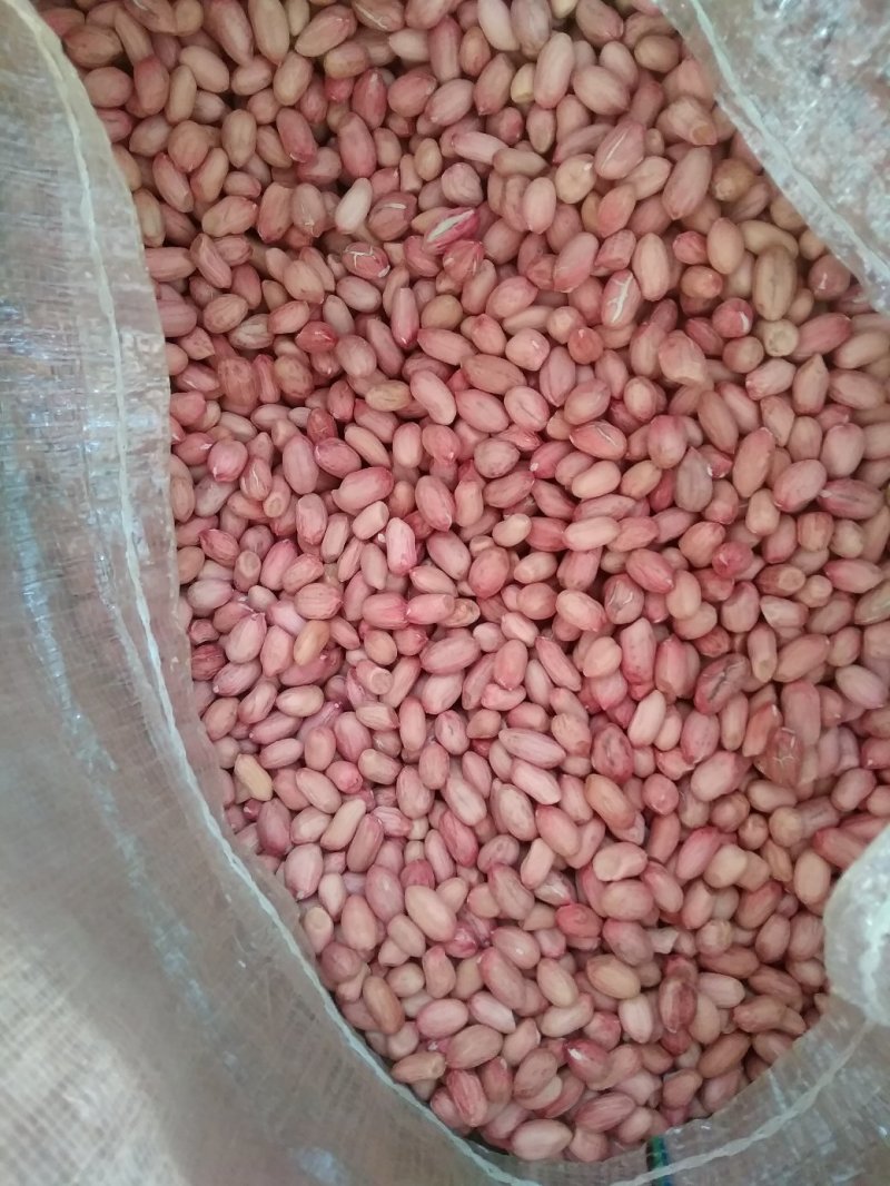 纯手扒，2019年新花育25，发芽率高，不分瓣不开叶