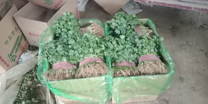 滑县香菜，万亩基地供应，货源充足，量大从优，欢迎来电咨询