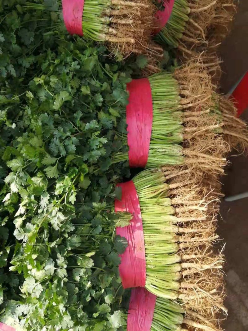滑县香菜，万亩基地供应，货源充足，量大从优，欢迎来电咨询