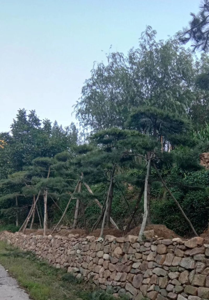 造型松，景观松，大型古松造型黑松造型油松