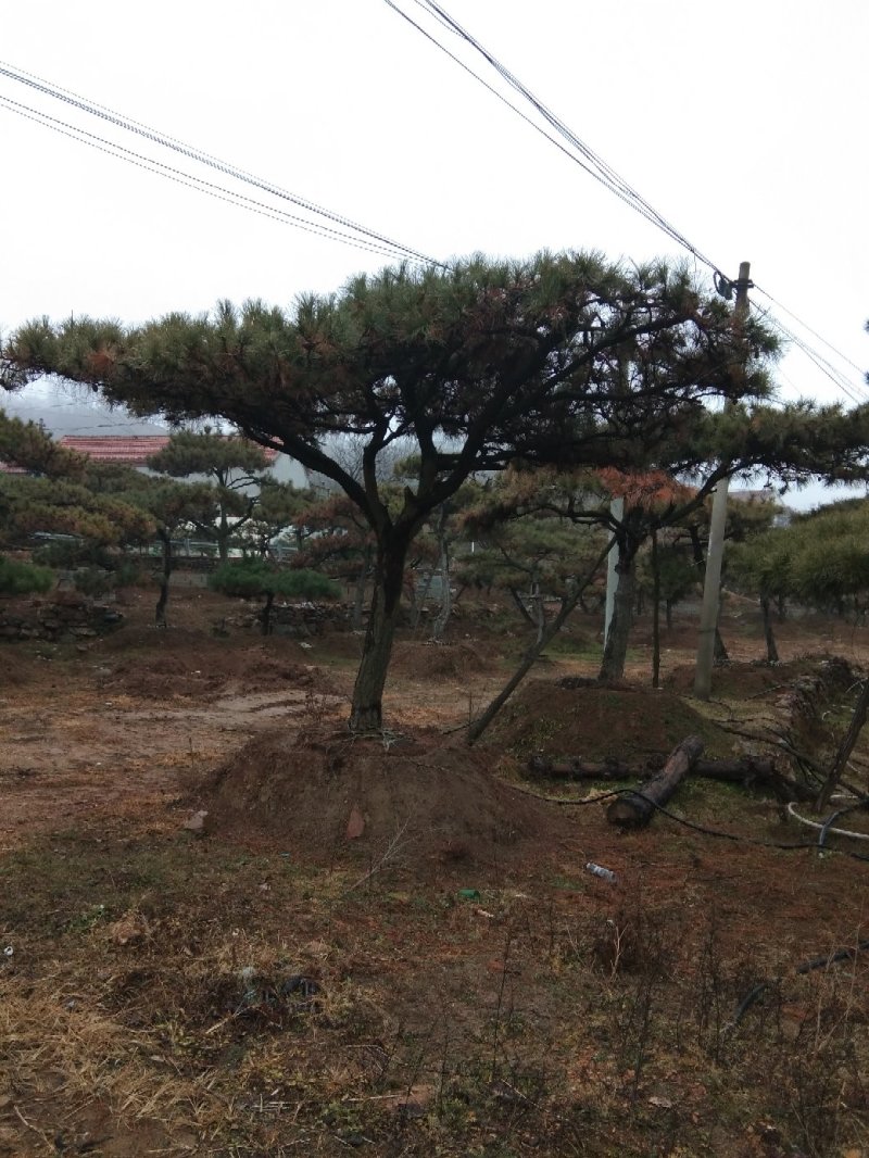 造型松，景观松，大型古松造型黑松造型油松