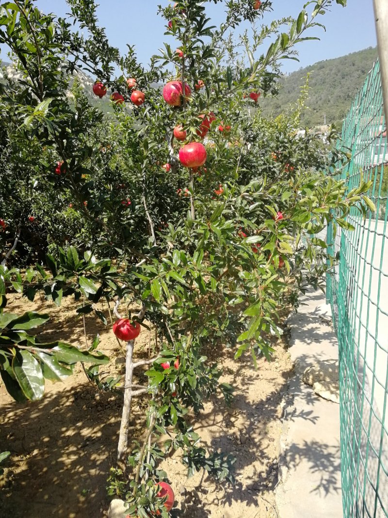 泰山红甜石榴苗软籽石榴苗基地发货现挖现发保湿邮寄山东泰安