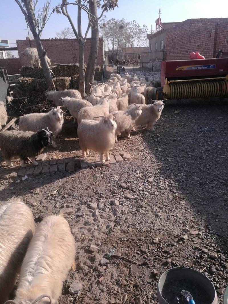 宁夏黄河滩放牧绒山羊
