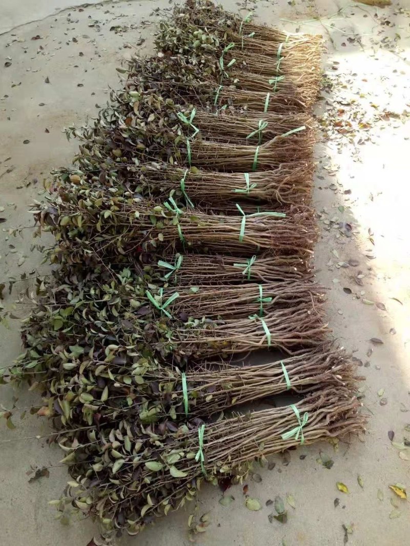 杜梨苗棠梨苗杜梨树苗山西杜梨苗杜梨种苗