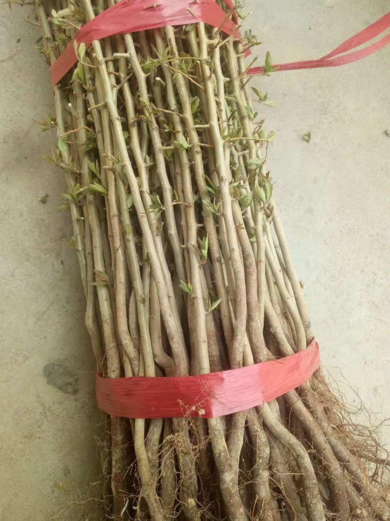 杜梨苗棠梨苗杜梨树苗山西杜梨苗杜梨种苗