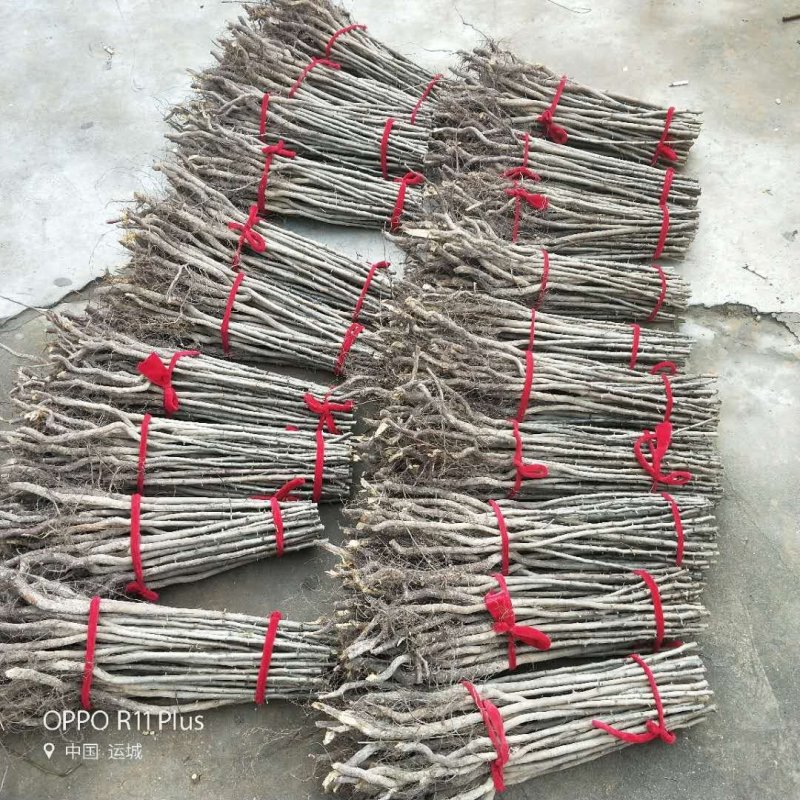 杜梨苗棠梨苗杜梨树苗山西杜梨苗杜梨种苗