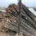 玉露香梨树苗梨树山西玉露香梨树苗