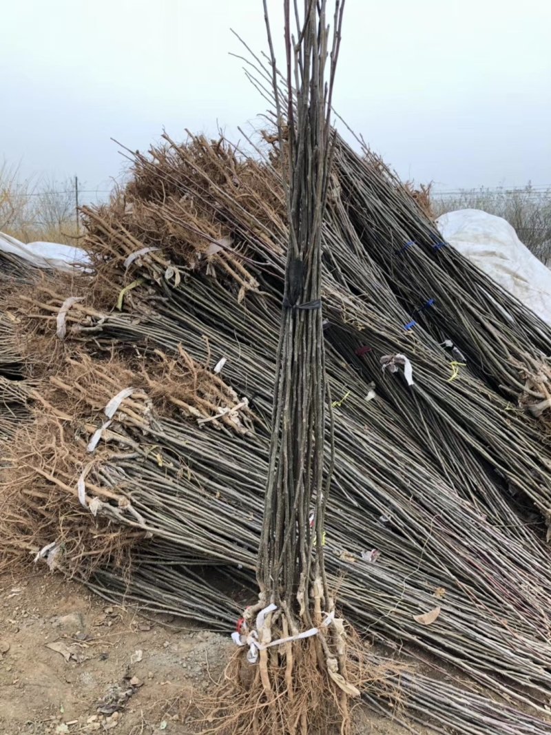 玉露香梨树苗梨树山西玉露香梨树苗