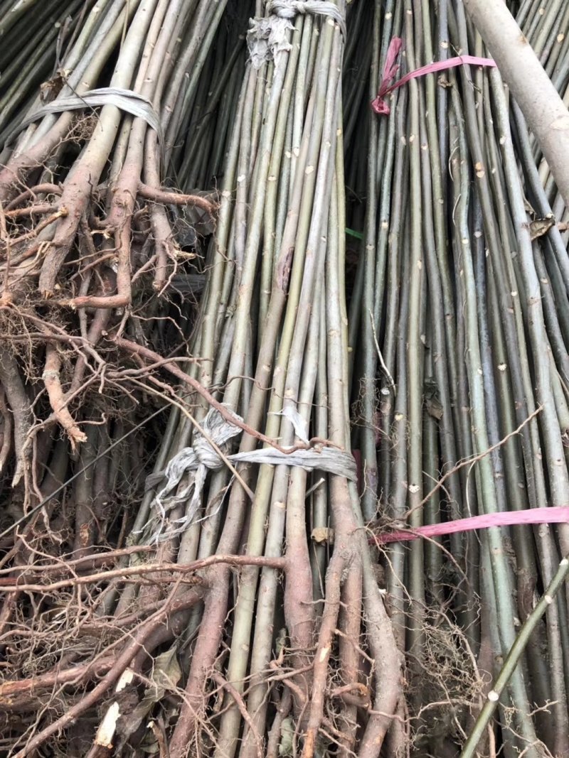 红油香椿苗香椿树苗