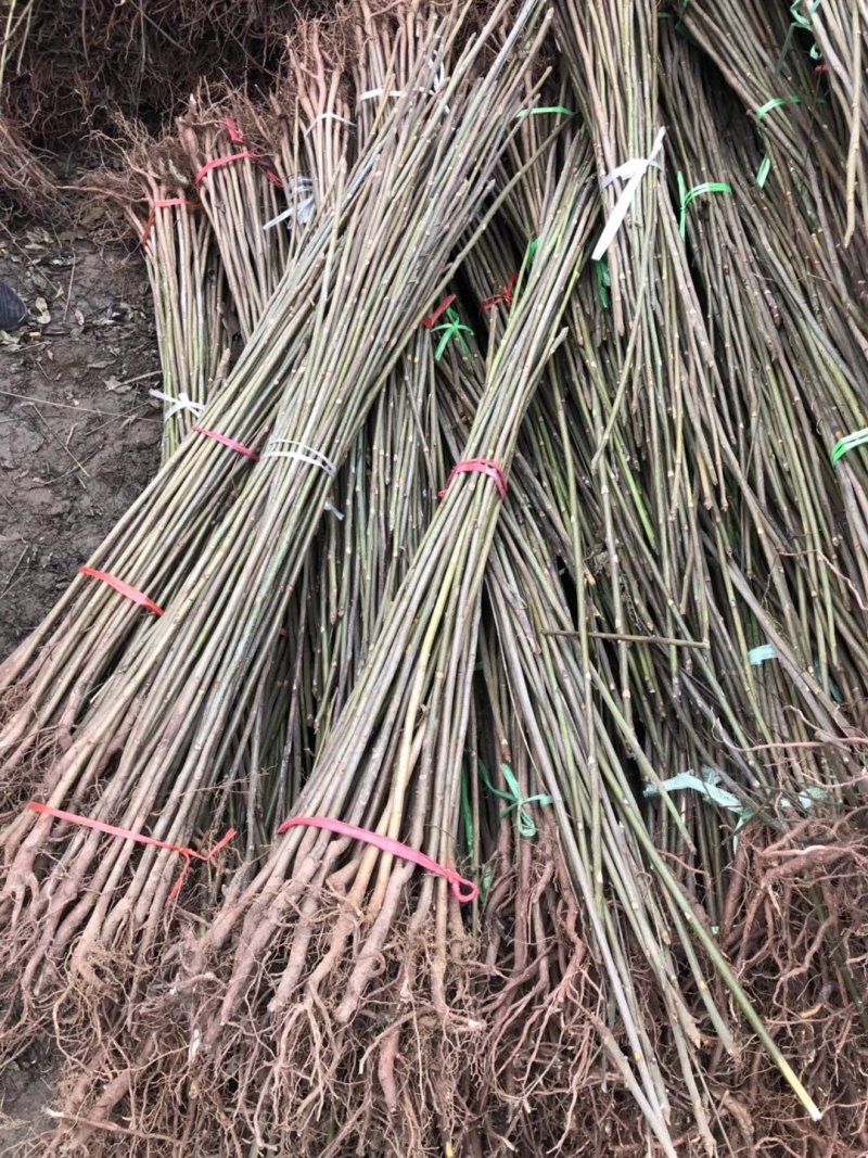 红油香椿苗香椿树苗