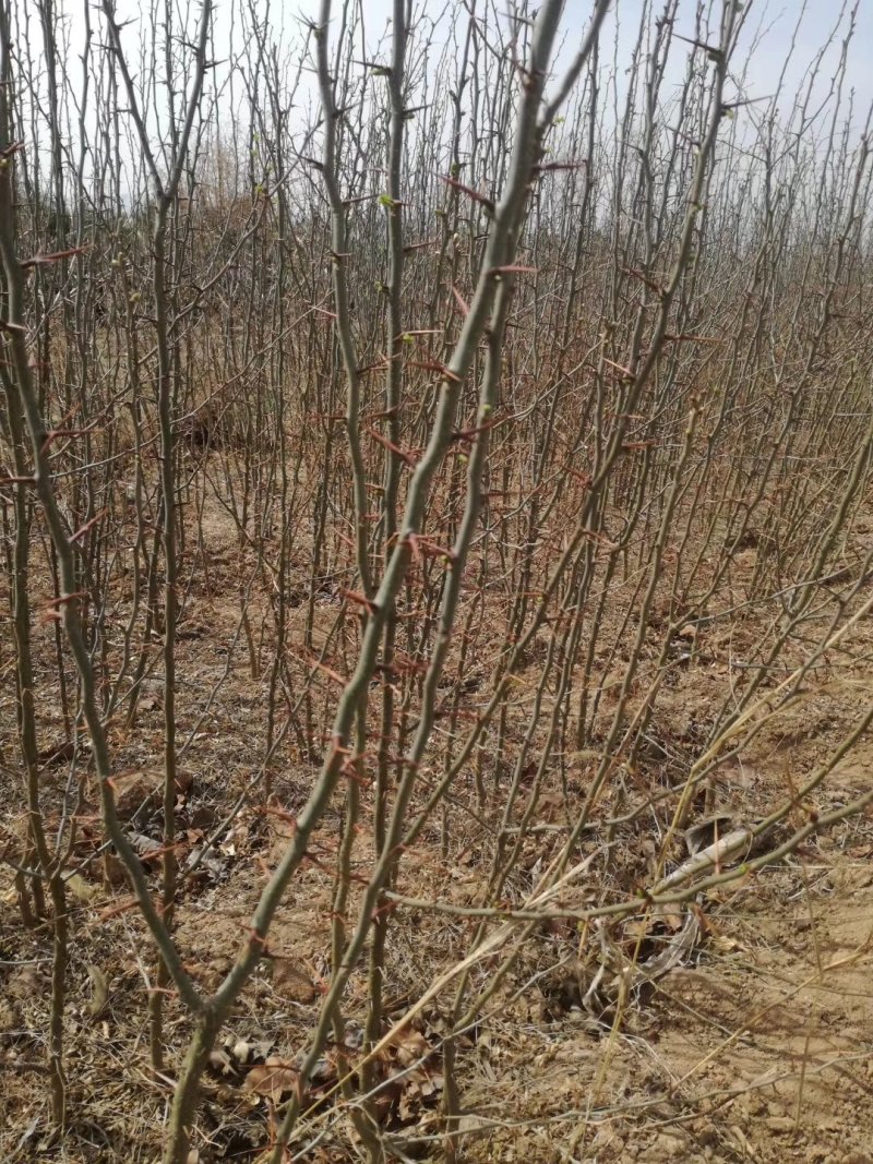 大刺皂角苗皂角树苗无刺皂角苗山西皂角树苗