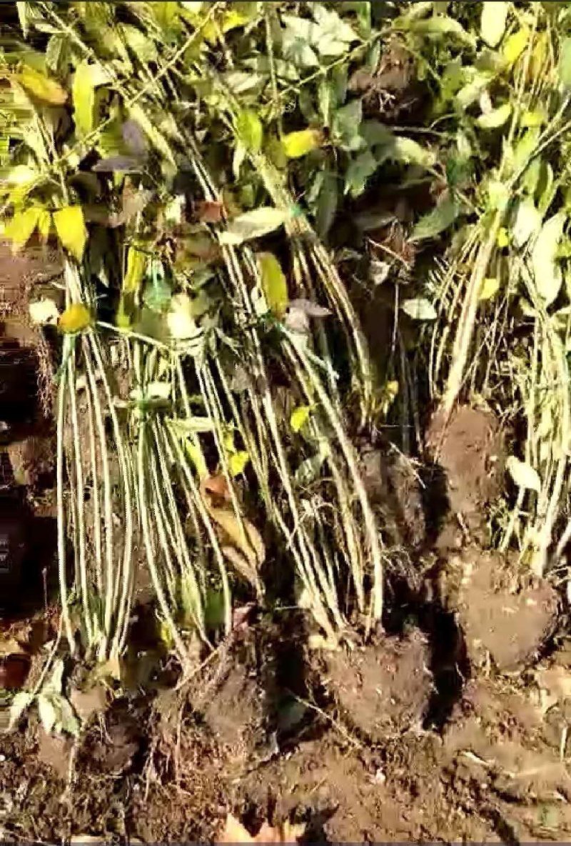 连翘苗连翘树苗连翘树山西连翘苗连翘苗子