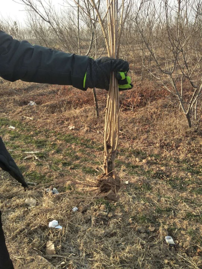 连翘苗连翘树苗连翘树山西连翘苗连翘苗子