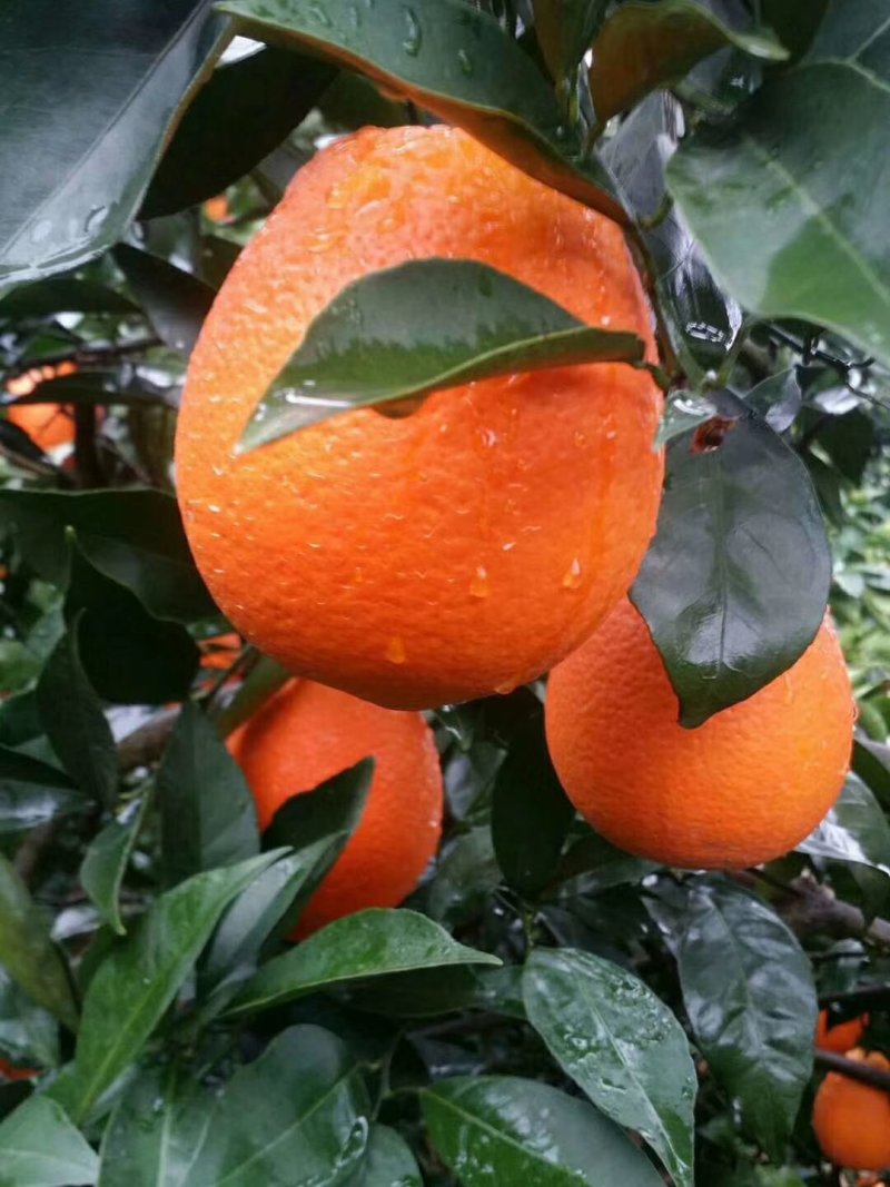 脐橙