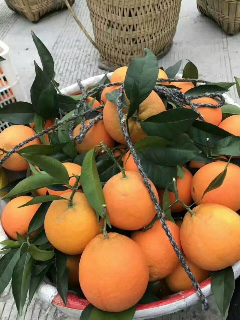 脐橙