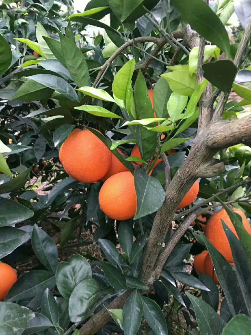 脐橙