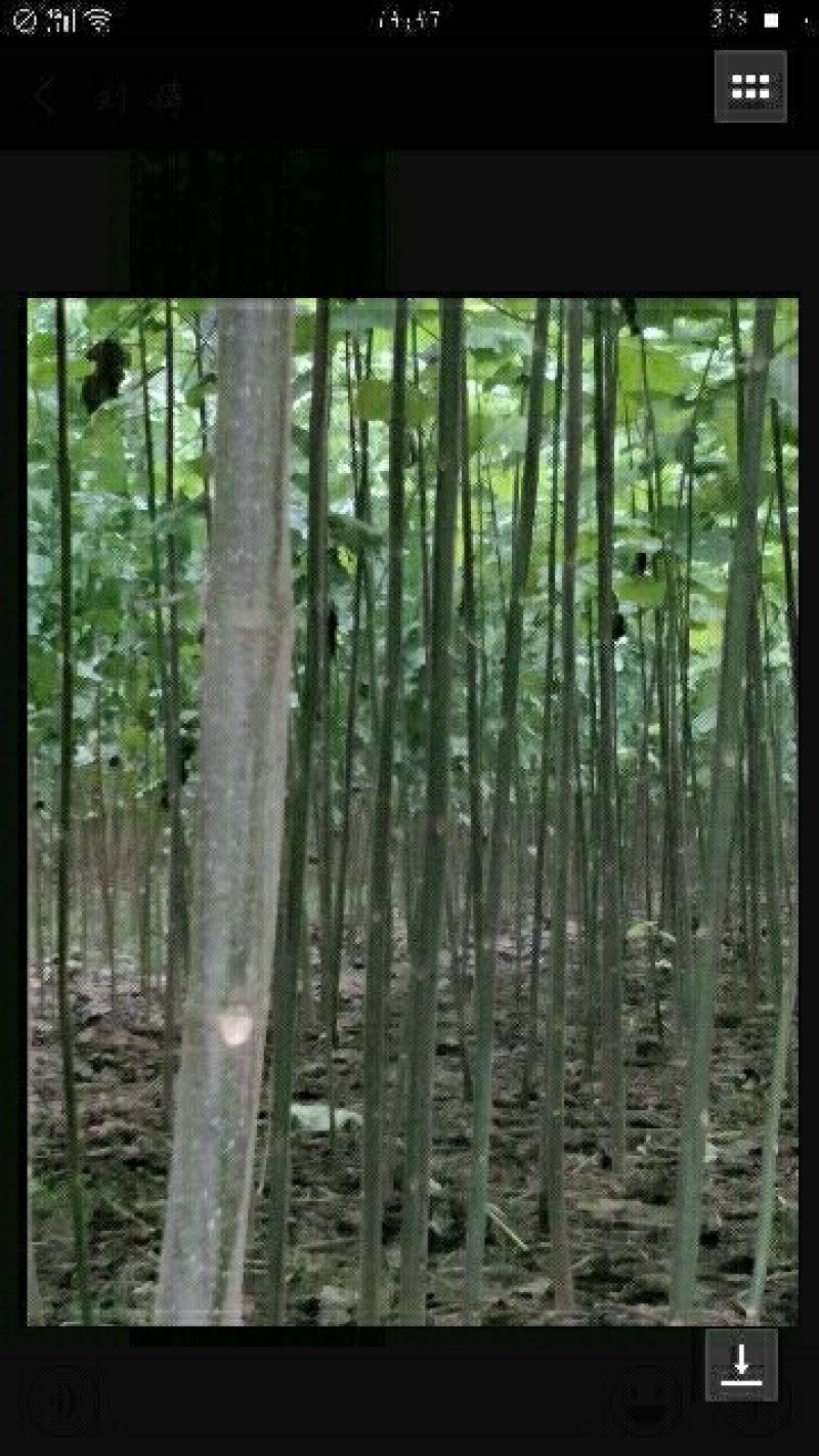 泡桐