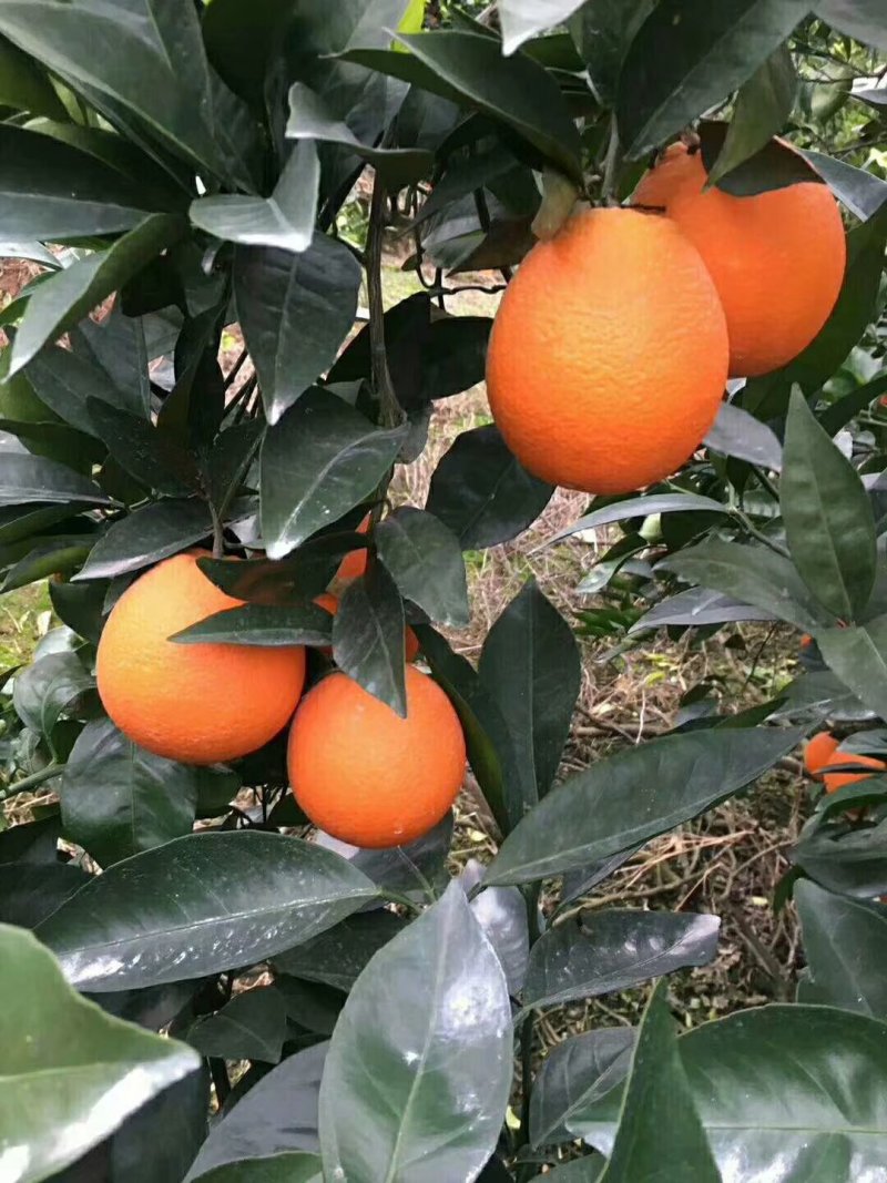 脐橙