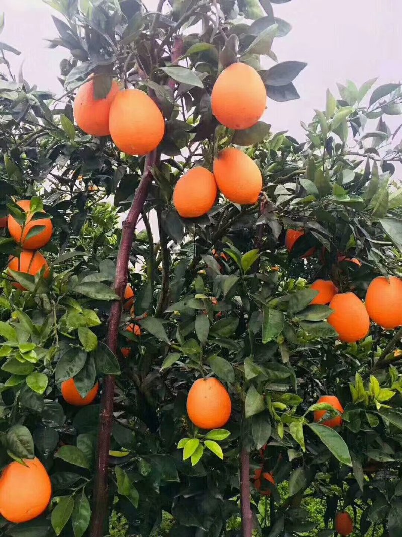 脐橙