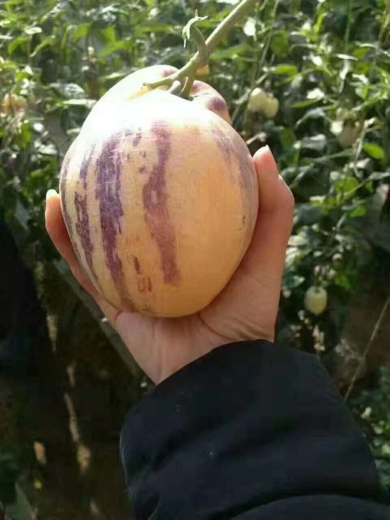人参果