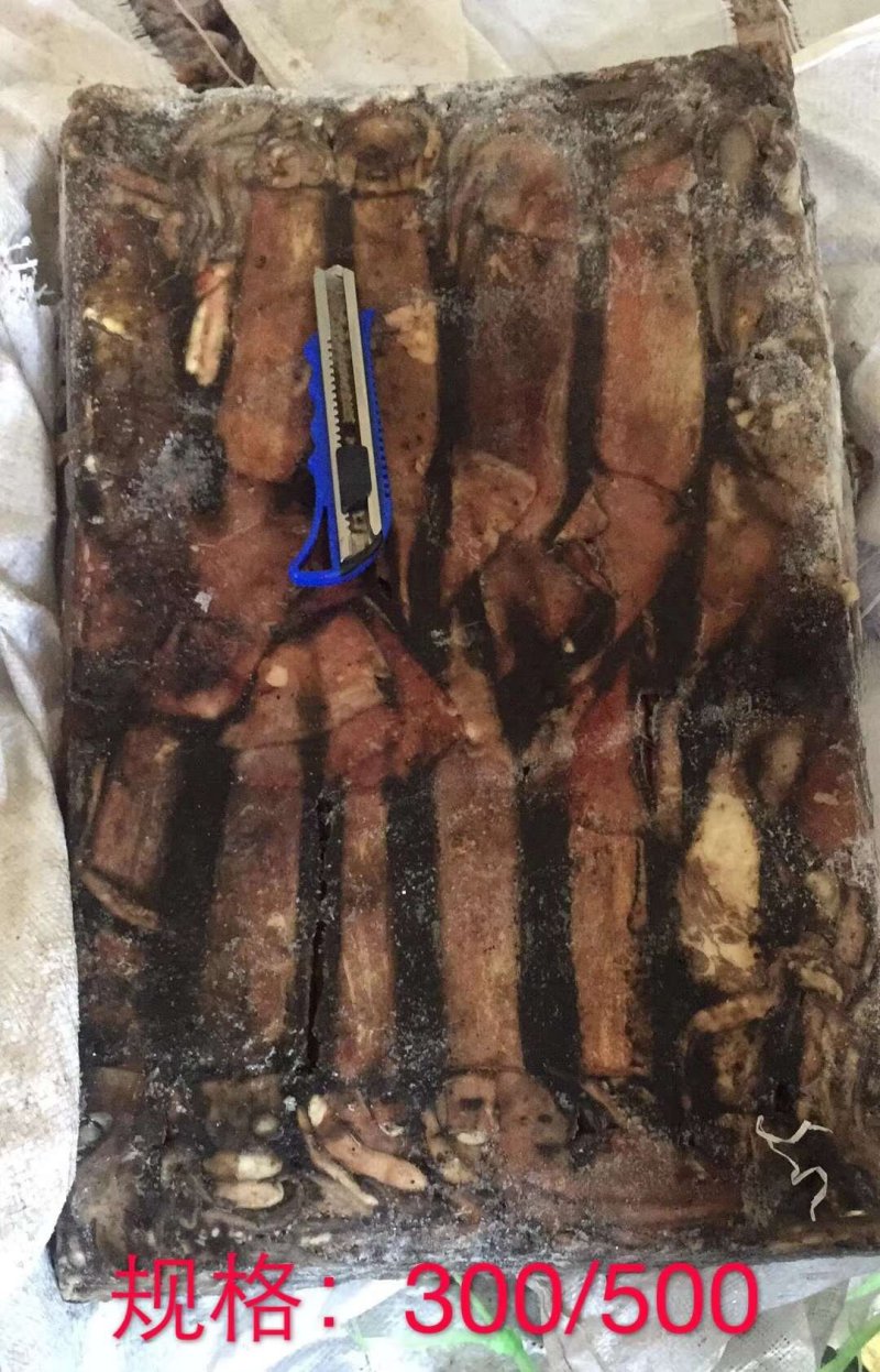 印度洋鱿鱼