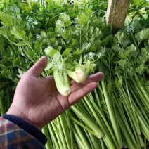实力芹菜五十六十公分质量保证欢迎客户前来采购。