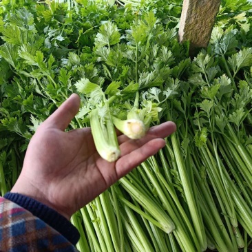 实力芹菜五十六十公分质量保证欢迎客户前来采购。