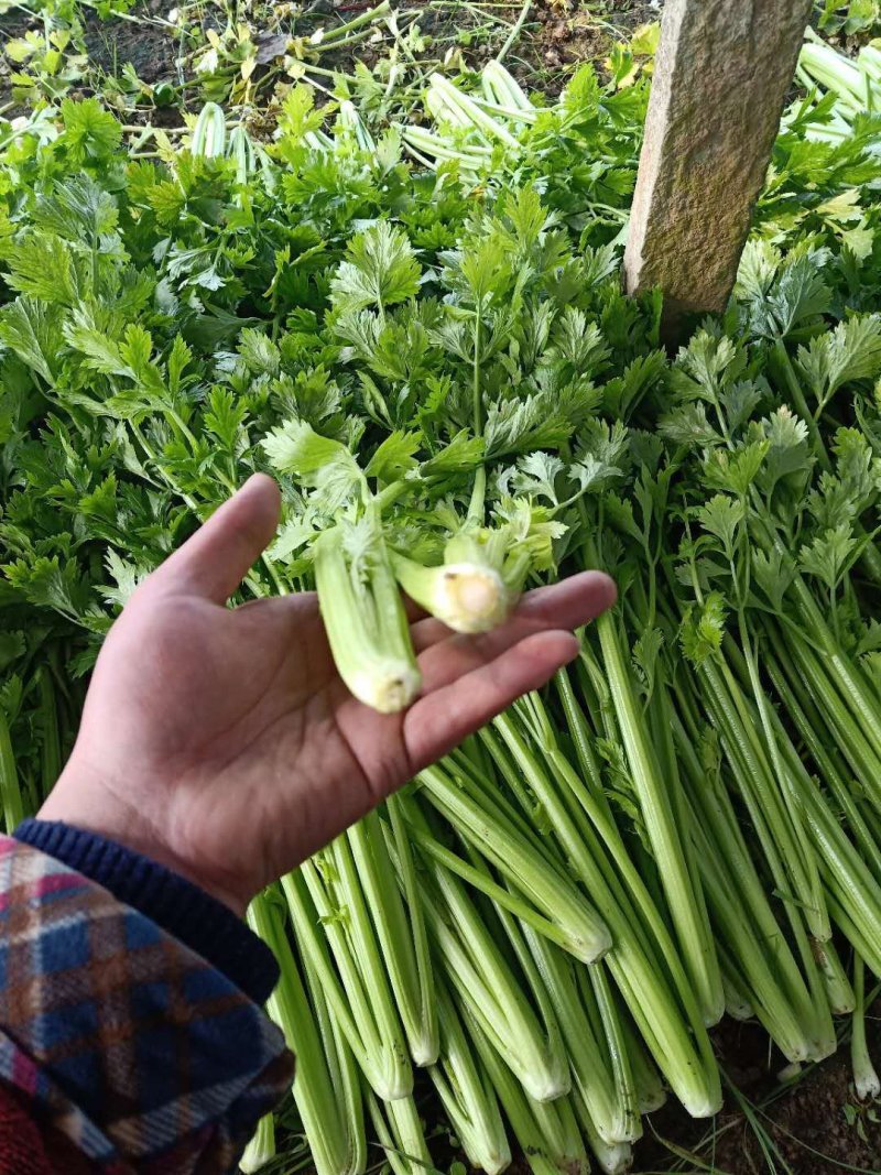 实力芹菜五十六十公分质量保证欢迎客户前来采购。