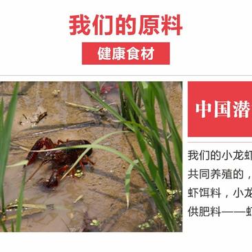 小龙虾456钱中红潜江浩口镇原产地直供肉质保满Q弹！