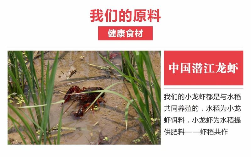 小龙虾456钱中红潜江浩口镇原产地直供肉质保满Q弹！