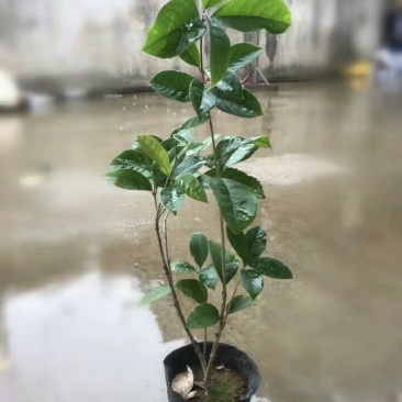四季桂花树苗花卉盆栽浓香型嫁接金桂地栽盆栽都可