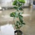 四季桂花树苗花卉盆栽浓香型嫁接金桂地栽盆栽都可