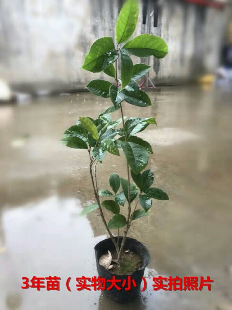 四季桂花树苗花卉盆栽浓香型嫁接金桂地栽盆栽都可